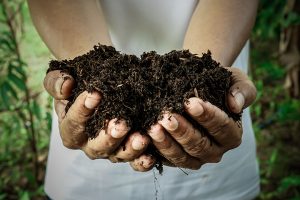 Le compost est le résultat de la dégradation de la matière organique